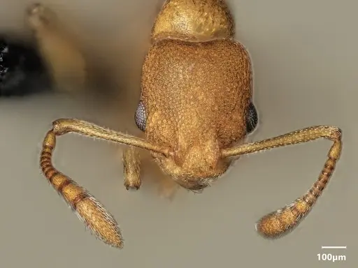 Cardiocondyla sima specimen ANTWEB1048538 image antweb1048538_2