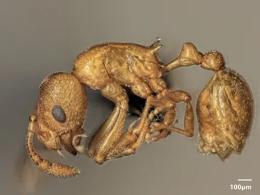 Cardiocondyla sima specimen ANTWEB1048538 image antweb1048538_4