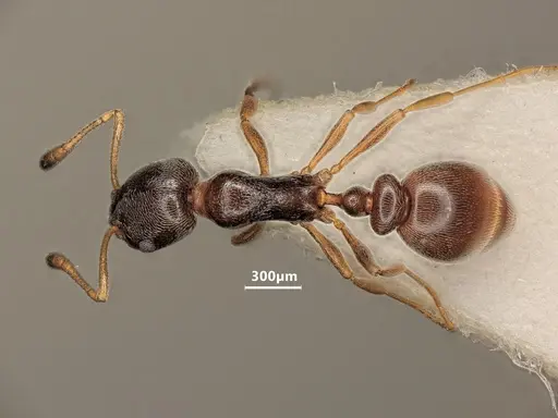 Cardiocondyla stambuloffii specimen ANTWEB1048539 image antweb1048539_1