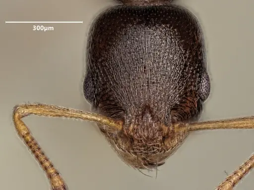 Cardiocondyla stambuloffii specimen ANTWEB1048539 image antweb1048539_2