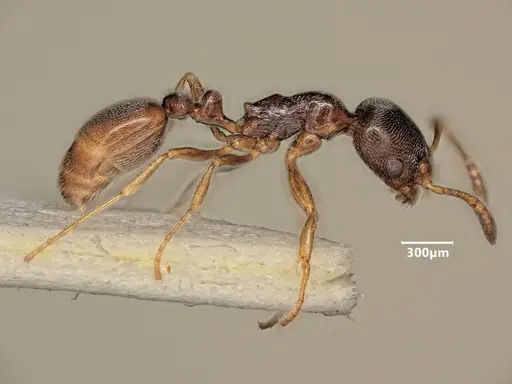 Cardiocondyla stambuloffii specimen ANTWEB1048539 image antweb1048539_4