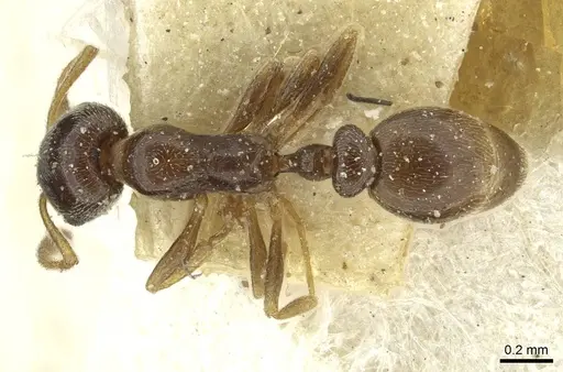 Cardiocondyla stambuloffii specimen CASENT0912880 image casent0912880_1