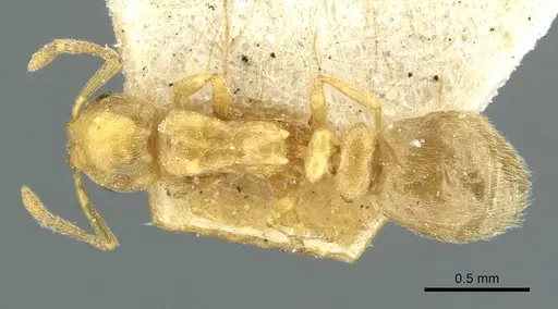 Cardiocondyla stambuloffii specimen CASENT0912883 image casent0912883_1