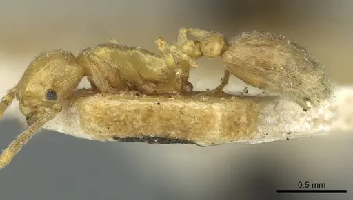 Cardiocondyla stambuloffii specimen CASENT0912883 image casent0912883_3