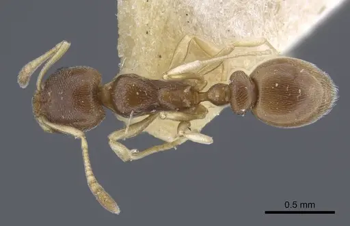 Cardiocondyla stambuloffii specimen CASENT0916970 image casent0916970_1