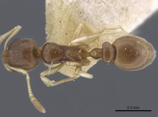 Cardiocondyla stambuloffii specimen CASENT0916970 image casent0916970_2