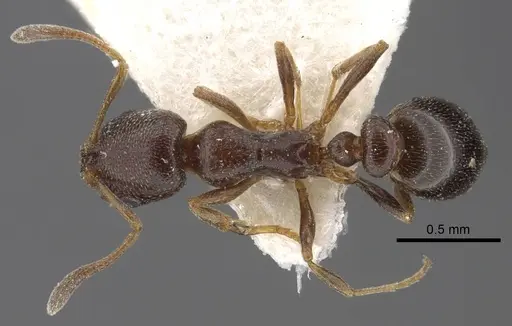 Cardiocondyla stambuloffii specimen CASENT0917364 image casent0917364_1