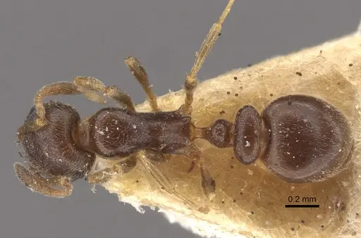 Cardiocondyla stambuloffii specimen CASENT0917797 image casent0917797_1