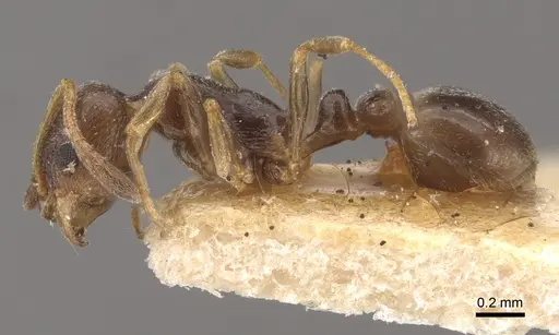 Cardiocondyla stambuloffii specimen CASENT0917797 image casent0917797_4