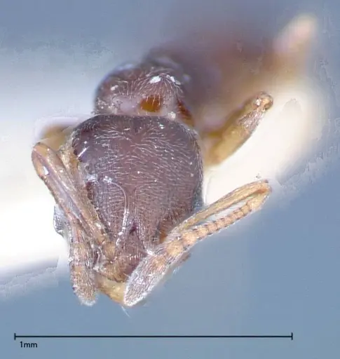 Cardiocondyla stambuloffii specimen FOCOL0296-1 image focol0296-1_2