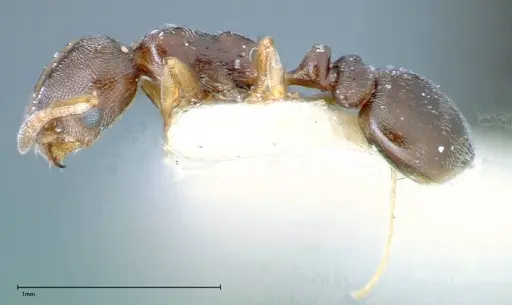 Cardiocondyla stambuloffii specimen FOCOL0296-1 image focol0296-1_3