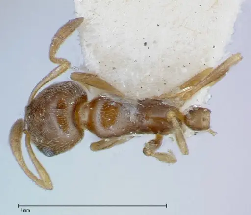 Cardiocondyla stambuloffii specimen FOCOL0296-2 image focol0296-2_1
