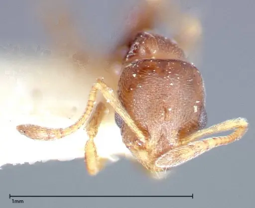 Cardiocondyla stambuloffii specimen FOCOL0296-2 image focol0296-2_2