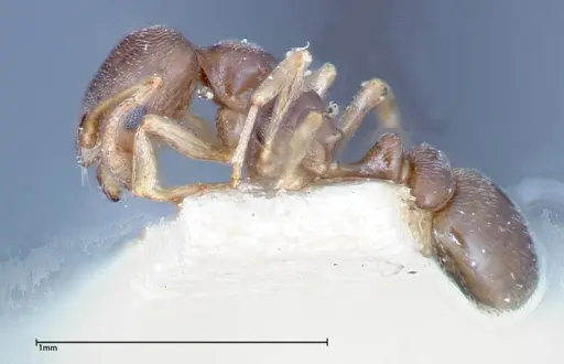 Cardiocondyla stambuloffii specimen FOCOL0296-3 image focol0296-3_3