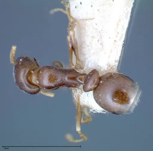 Cardiocondyla stambuloffii specimen FOCOL0297-1 image focol0297-1_1