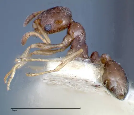 Cardiocondyla stambuloffii specimen FOCOL0297-1 image focol0297-1_3