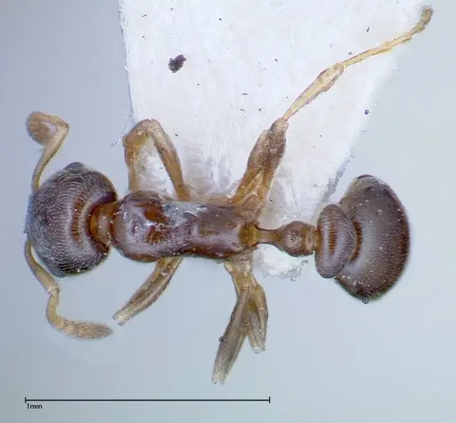 Cardiocondyla stambuloffii specimen FOCOL0297-2 image focol0297-2_1
