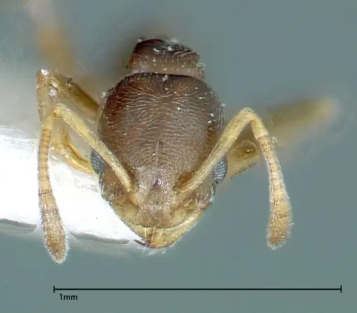 Cardiocondyla stambuloffii specimen FOCOL0297-2 image focol0297-2_2