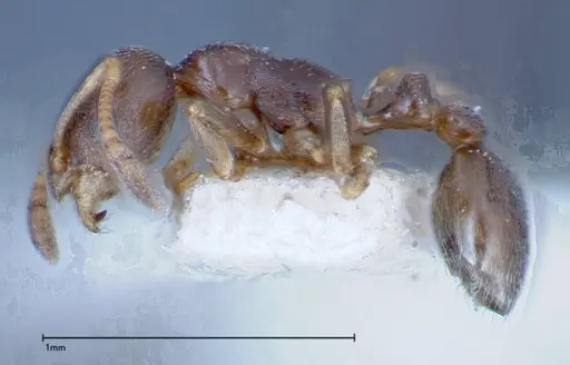 Cardiocondyla stambuloffii specimen FOCOL0297-2 image focol0297-2_3