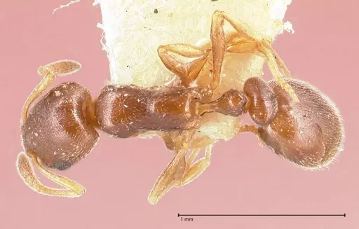 Cardiocondyla stambuloffii specimen FOCOL0693-1 image focol0693-1_1