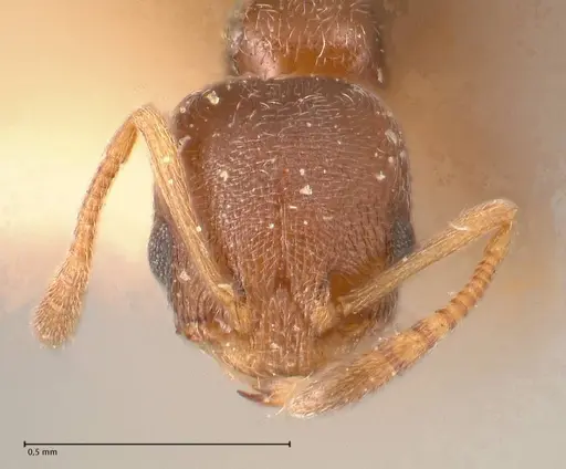 Cardiocondyla stambuloffii specimen FOCOL0693-1 image focol0693-1_2