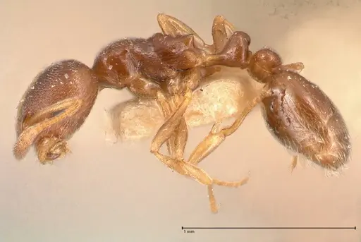 Cardiocondyla stambuloffii specimen FOCOL0693-1 image focol0693-1_3