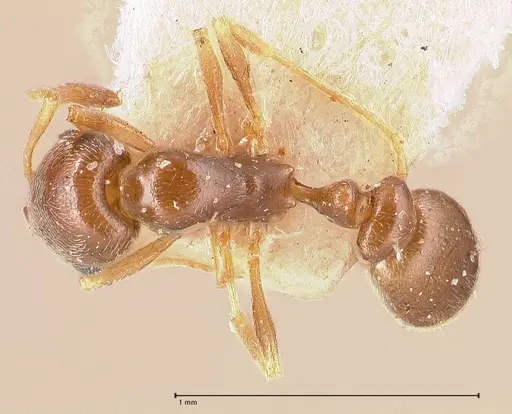 Cardiocondyla stambuloffii specimen FOCOL0693-2 image focol0693-2_1
