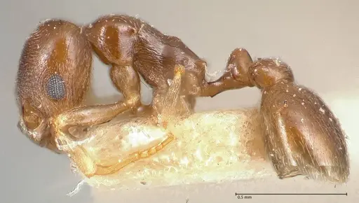 Cardiocondyla stambuloffii specimen FOCOL0693-2 image focol0693-2_3