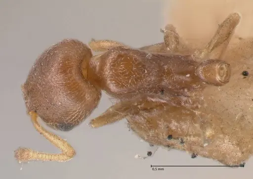 Cardiocondyla stambuloffii specimen FOCOL0783-1 image focol0783-1_1
