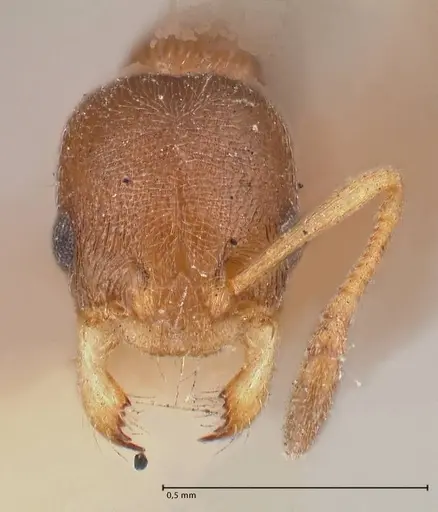 Cardiocondyla stambuloffii specimen FOCOL0783-1 image focol0783-1_2