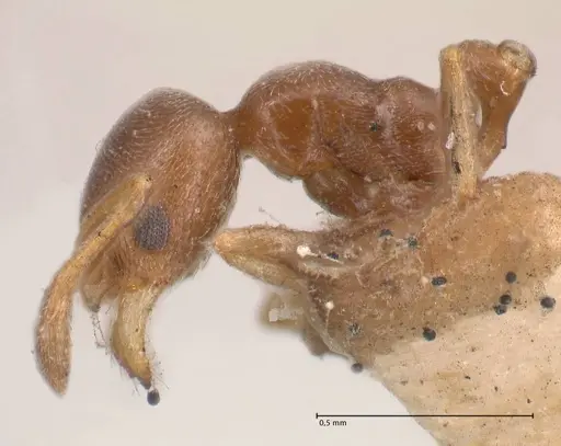 Cardiocondyla stambuloffii specimen FOCOL0783-1 image focol0783-1_3