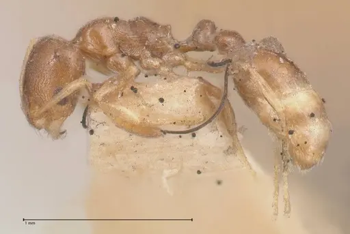 Cardiocondyla stambuloffii specimen FOCOL0783-2 image focol0783-2_3