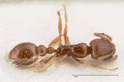 Cardiocondyla stambuloffii specimen FOCOL0784 image focol0784_1