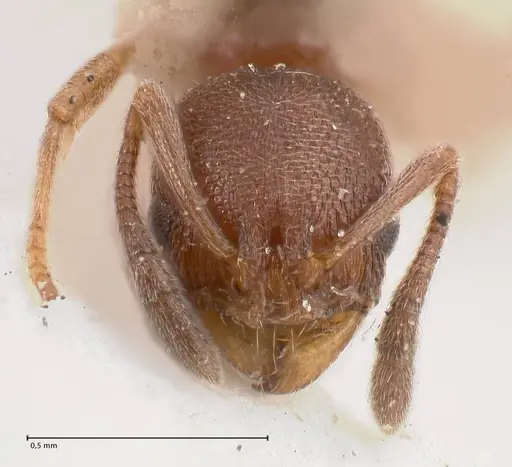 Cardiocondyla stambuloffii specimen FOCOL0784 image focol0784_2