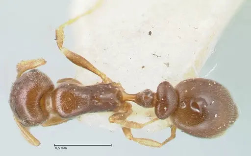 Cardiocondyla stambuloffii specimen FOCOL1608 image focol1608_1