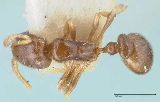 Cardiocondyla stambuloffii specimen FOCOL1609 image focol1609_1