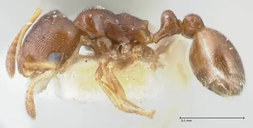 Cardiocondyla stambuloffii specimen FOCOL1609 image focol1609_3