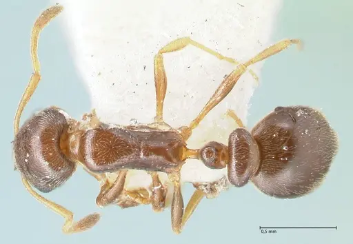 Cardiocondyla stambuloffii specimen FOCOL1610 image focol1610_1