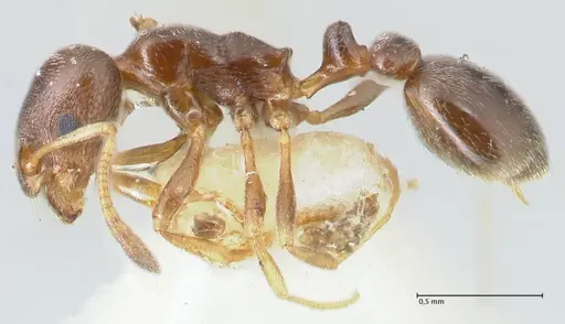 Cardiocondyla stambuloffii specimen FOCOL1610 image focol1610_3