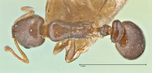 Cardiocondyla stambuloffii specimen FOCOL2904 image focol2904_1