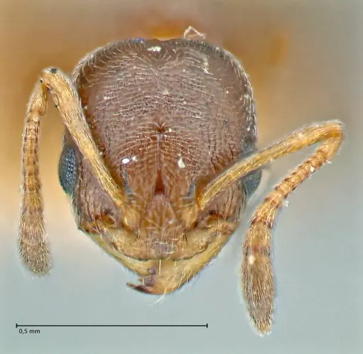 Cardiocondyla stambuloffii specimen FOCOL2904 image focol2904_2