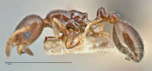 Cardiocondyla stambuloffii specimen FOCOL2904 image focol2904_3