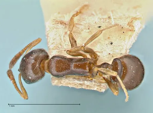 Cardiocondyla stambuloffii specimen FOCOL2905 image focol2905_1