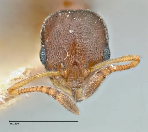 Cardiocondyla stambuloffii specimen FOCOL2905 image focol2905_2