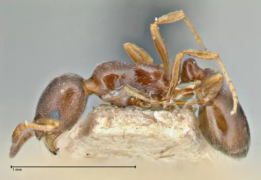 Cardiocondyla stambuloffii specimen FOCOL2905 image focol2905_3