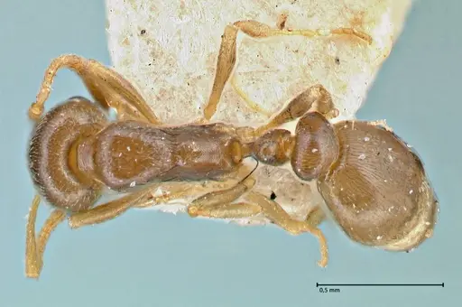 Cardiocondyla stambuloffii specimen FOCOL2906 image focol2906_1