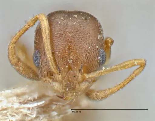 Cardiocondyla stambuloffii specimen FOCOL2906 image focol2906_2