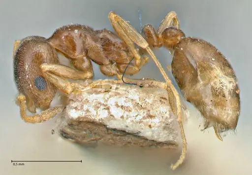 Cardiocondyla stambuloffii specimen FOCOL2906 image focol2906_3