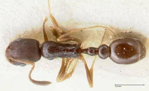 Cardiocondyla strigifrons specimen FOCOL1611 image focol1611_1