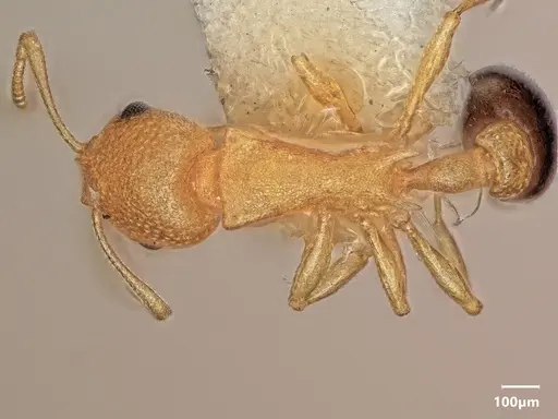 Cardiocondyla subspina specimen ANTWEB1048540 image antweb1048540_1
